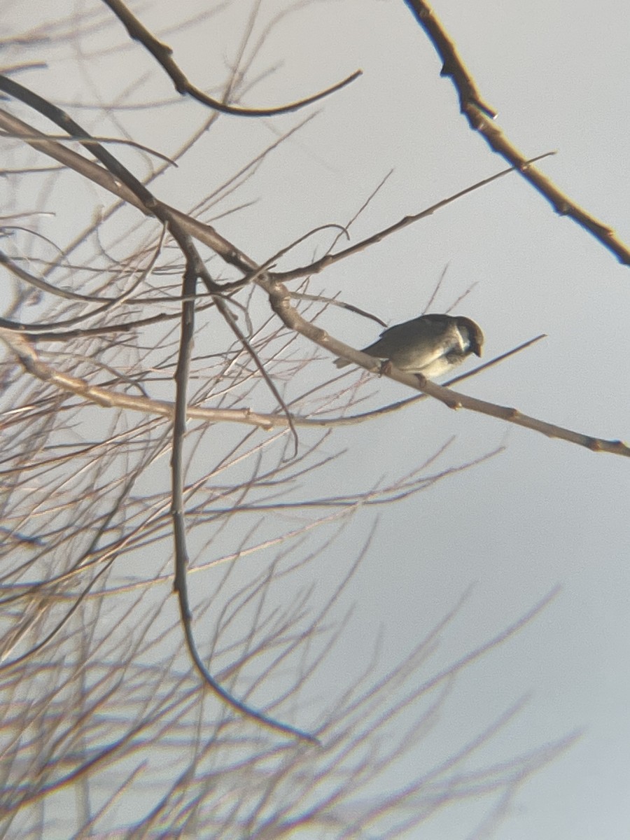 Оронгийн бор шувуу - ML315355081