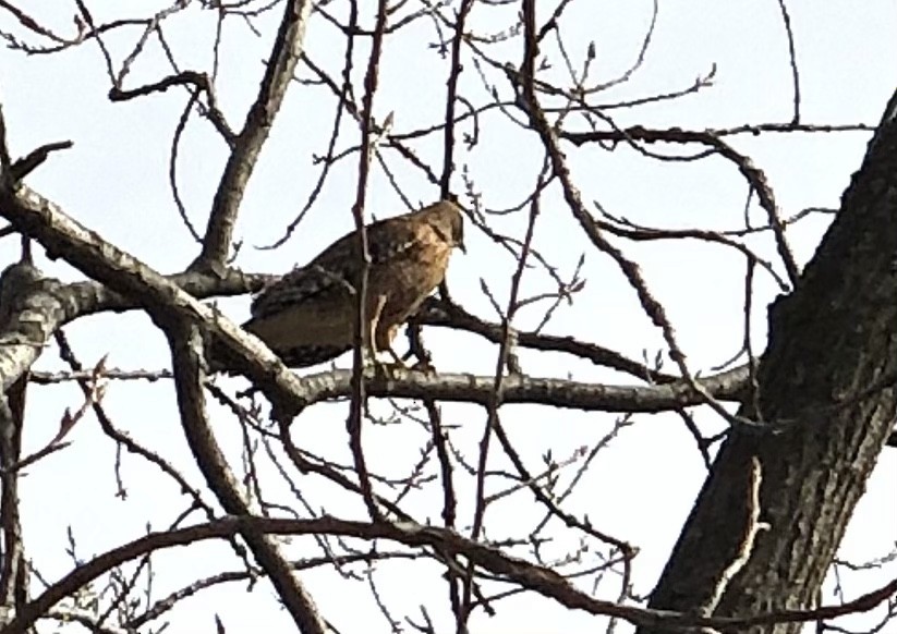 Red-shouldered Hawk - ML315355231