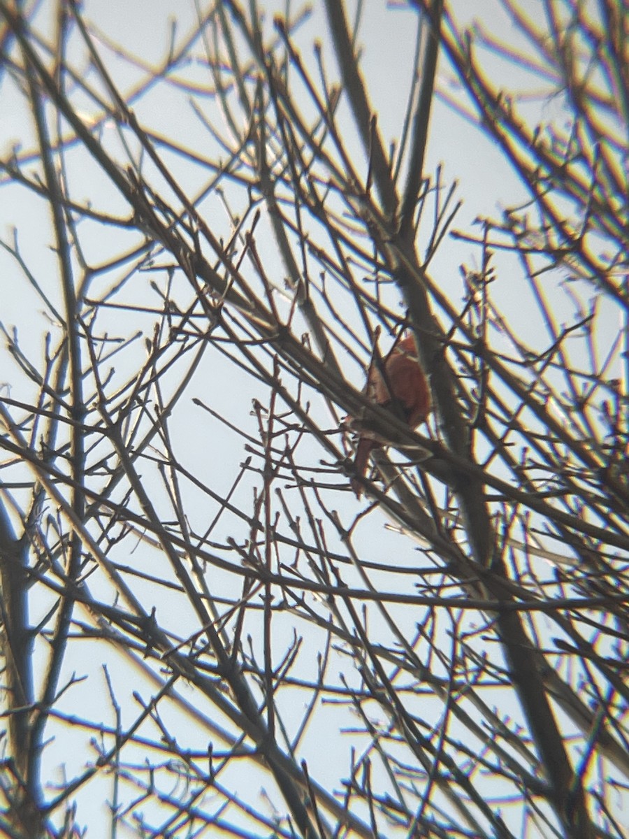 Northern Cardinal - ML315355291