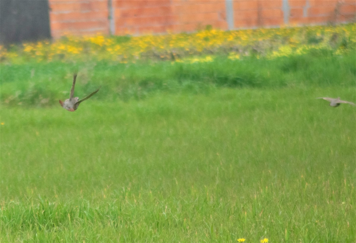 Red-legged Partridge - ML315356111