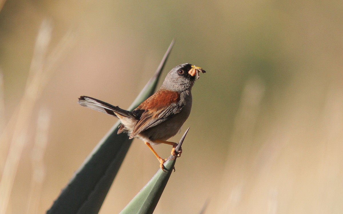 Rufous-backed Inca-Finch - Uku Paal