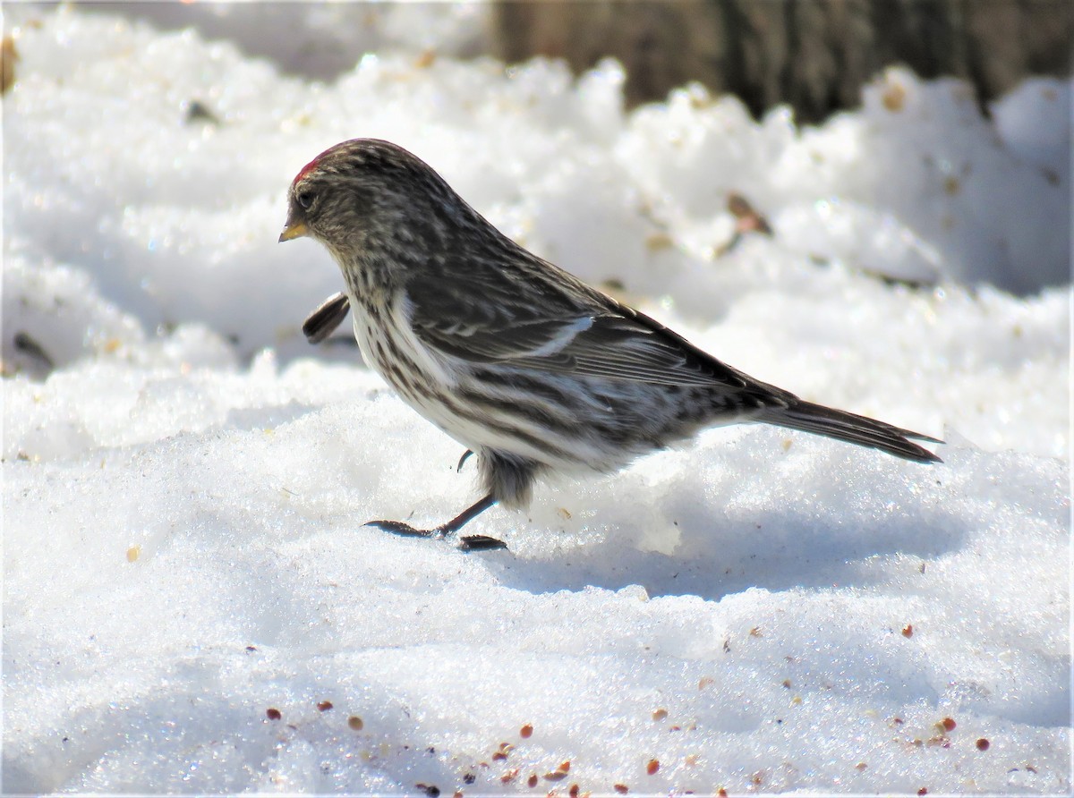 Common Redpoll - ML315357901