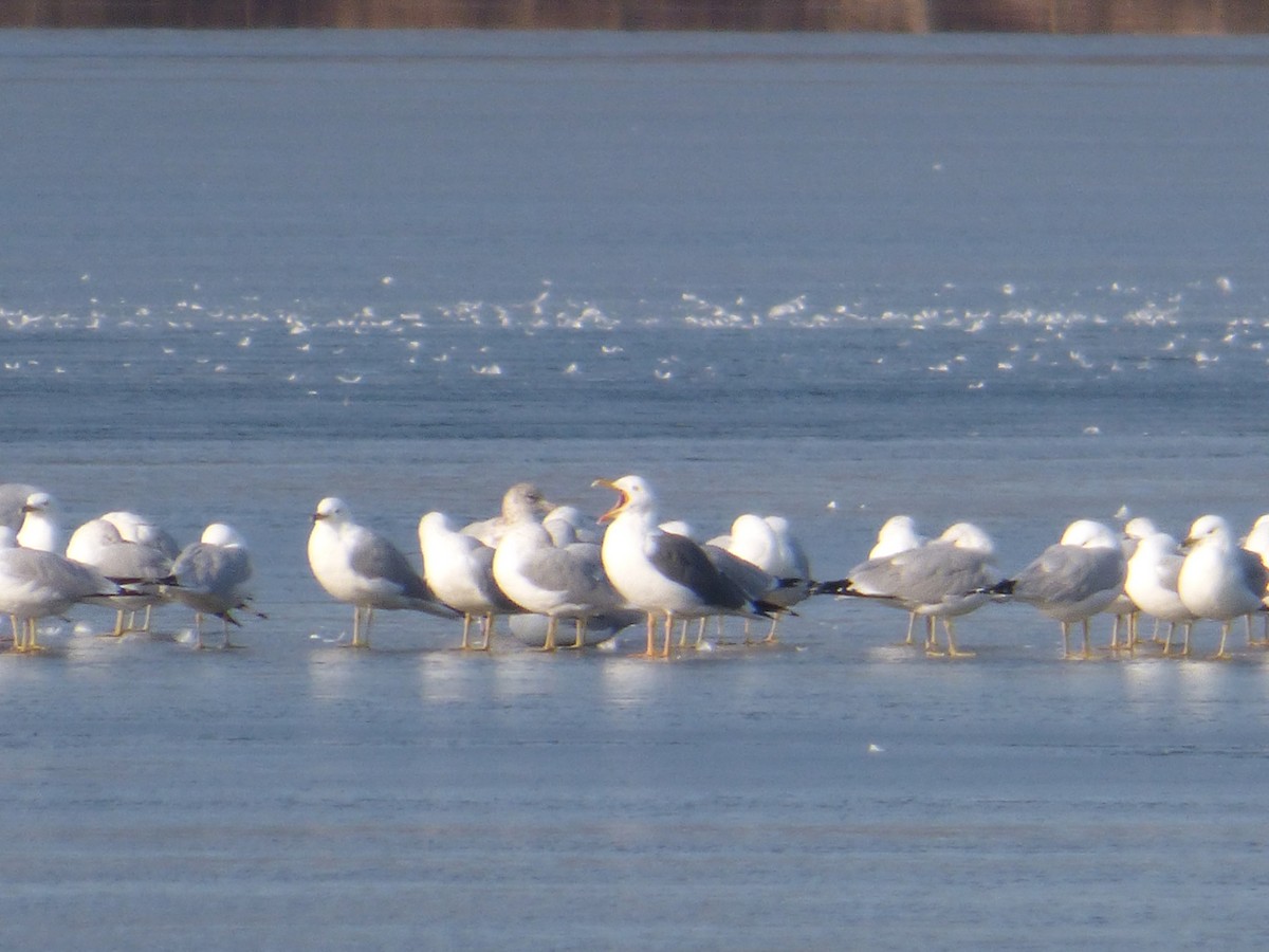 Lesser Black-backed Gull - ML315359251