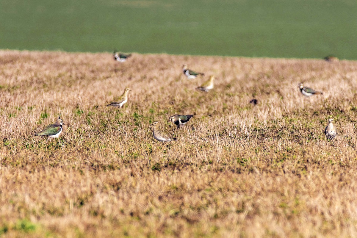 European Golden-Plover - Honza Grünwald