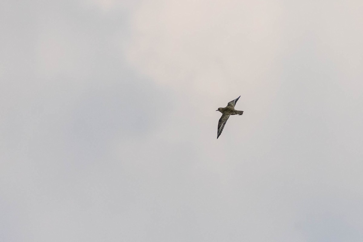 European Golden-Plover - Honza Grünwald