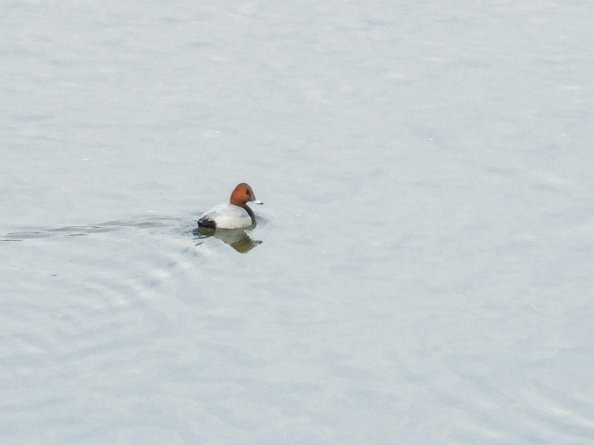 Common Pochard - ML315362971