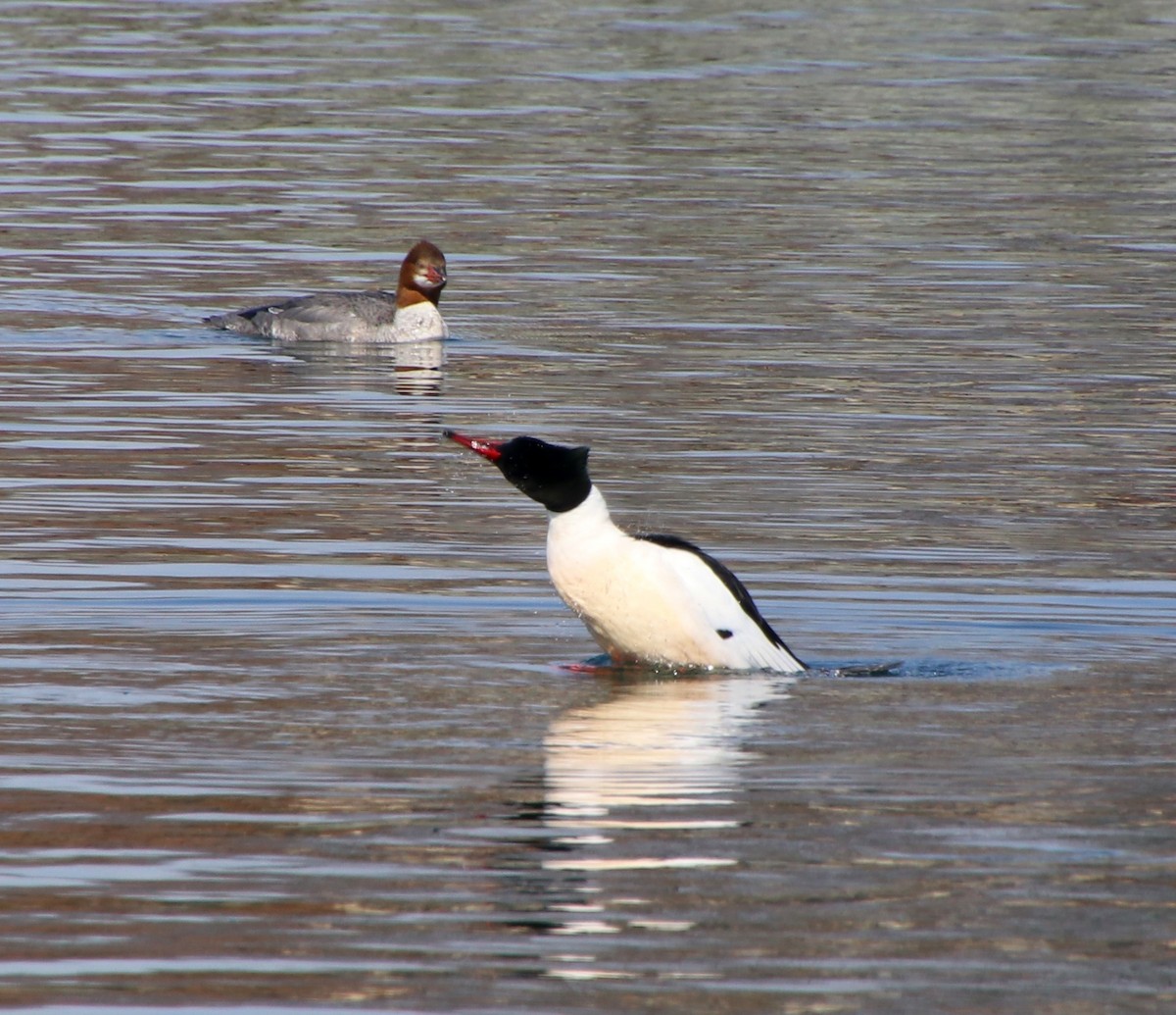 Common Merganser - ML315364391