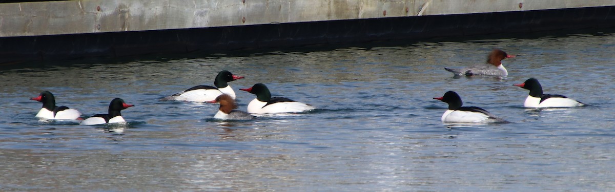 Common Merganser - ML315364431