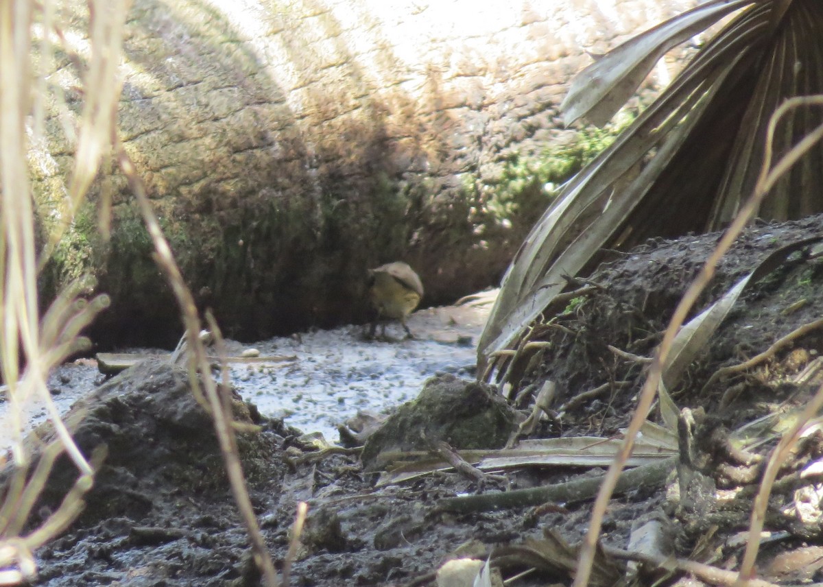 Louisiana Waterthrush - ML315365181