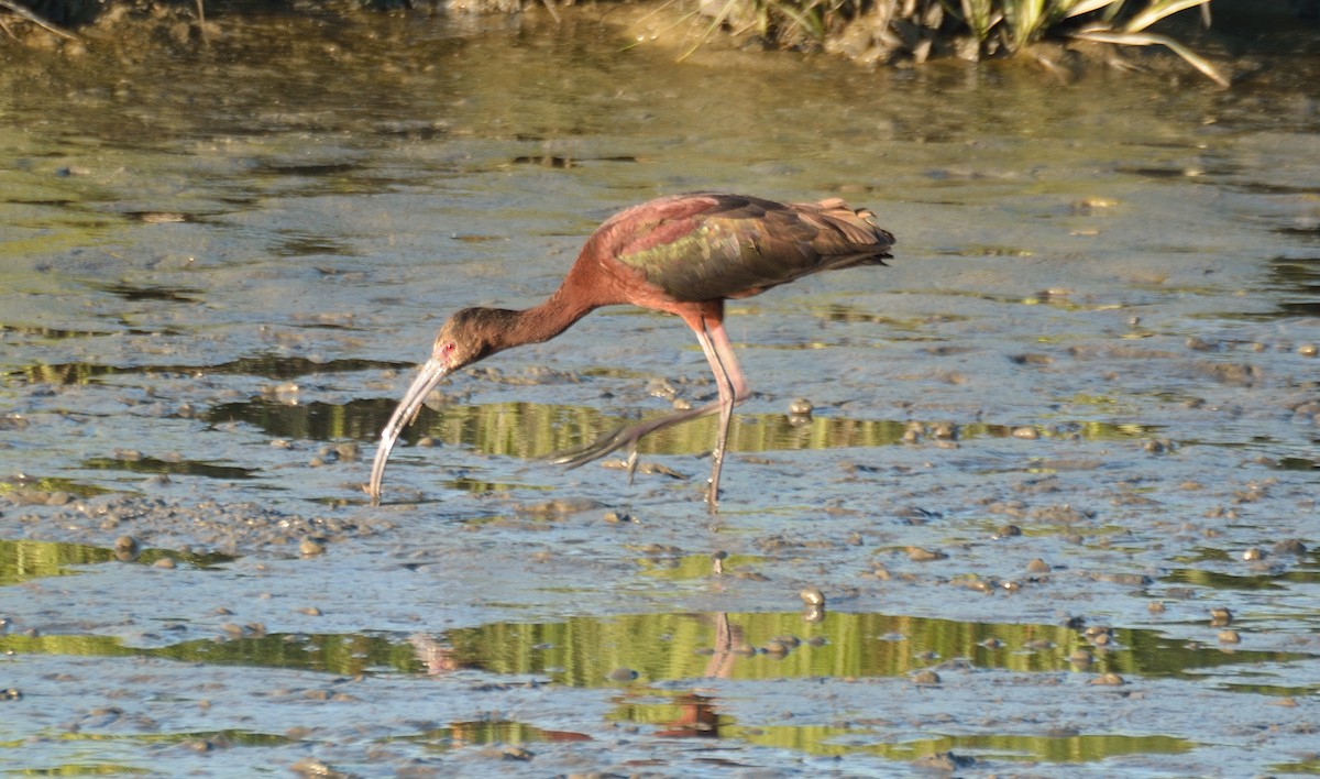 White-faced Ibis - Jason Denesevich