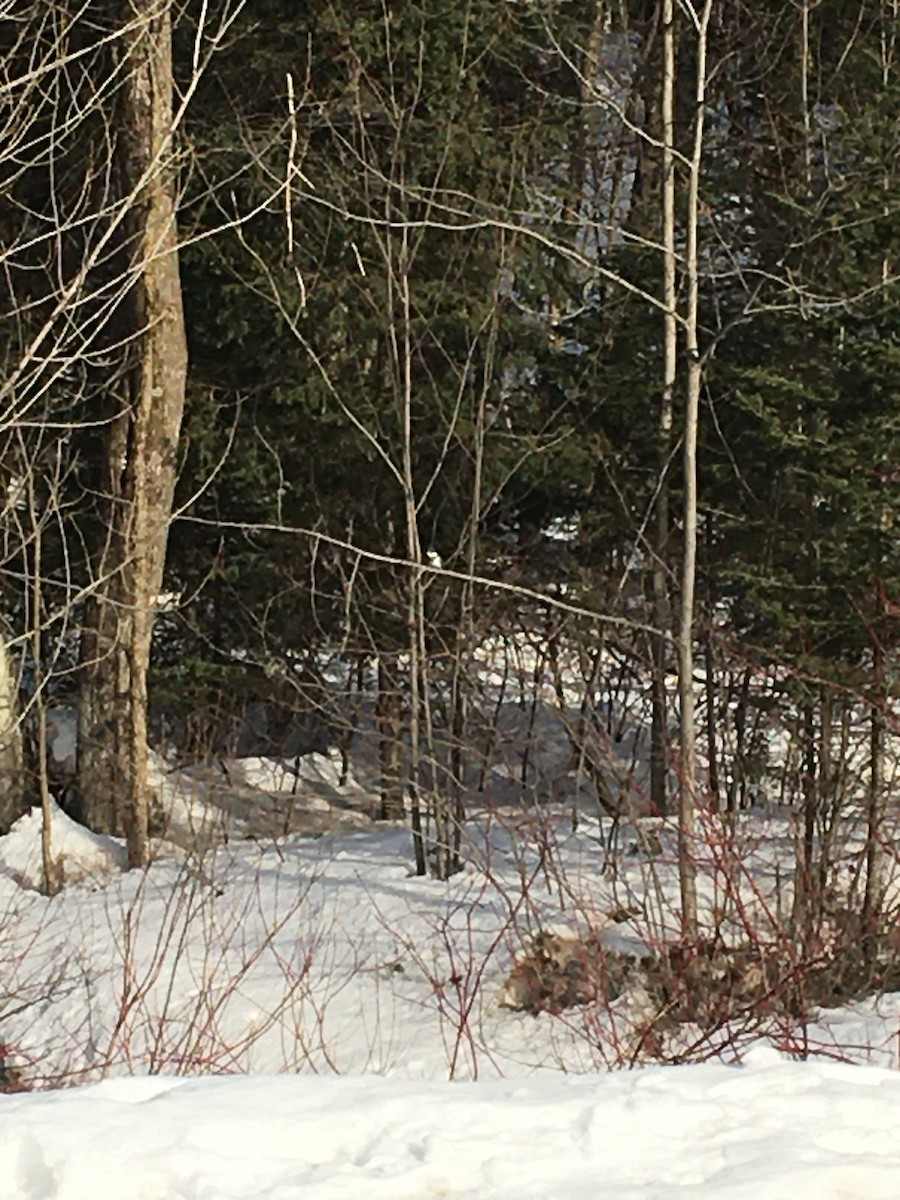 Belted Kingfisher - ML315365531