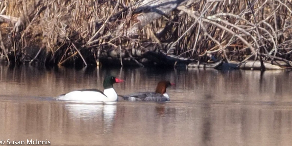 Common Merganser - ML315366911