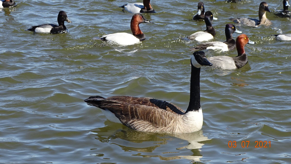 Canada Goose - ML315369561