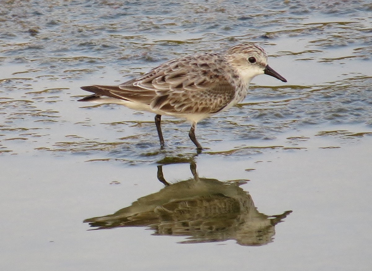 Red-necked Stint - Shaun Robson