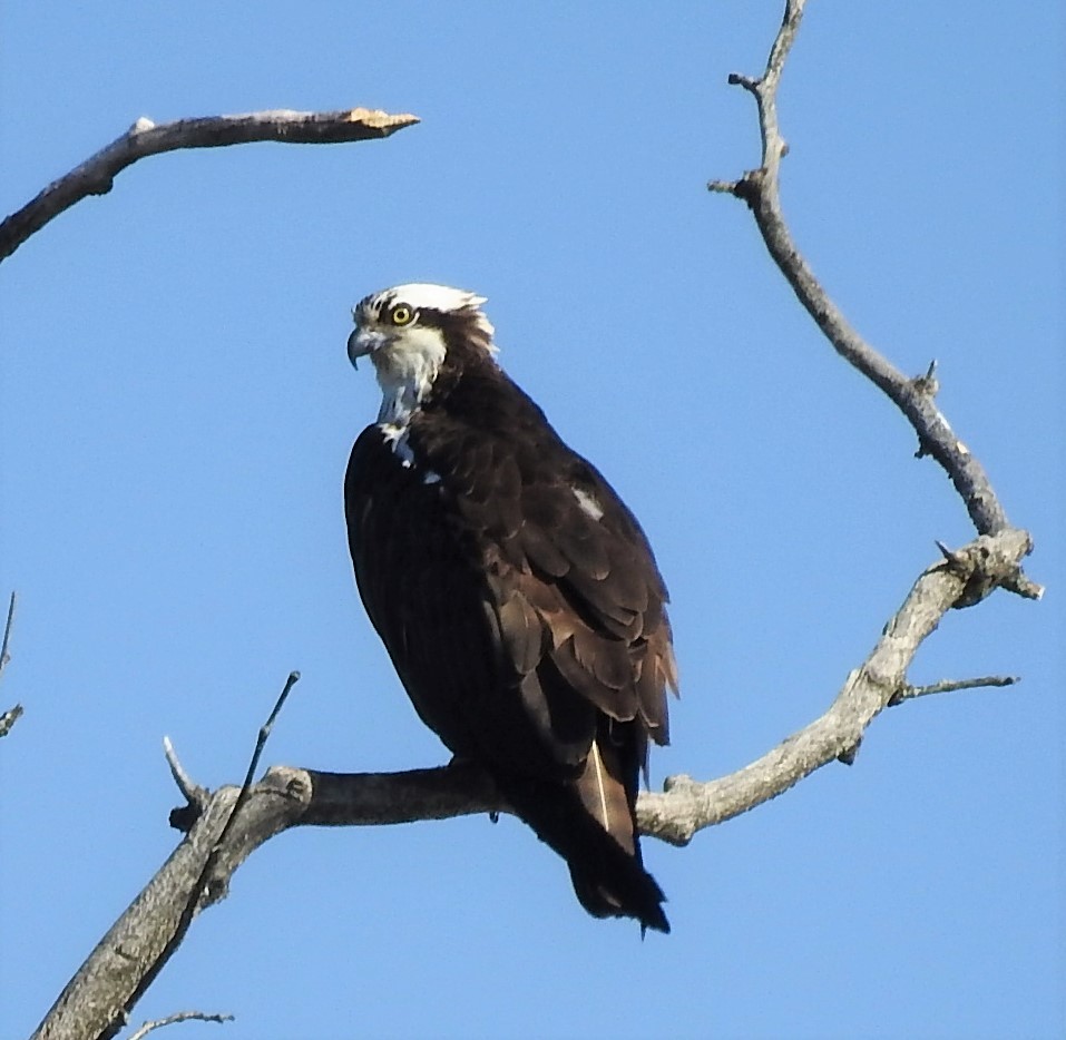 Osprey - ML315371571