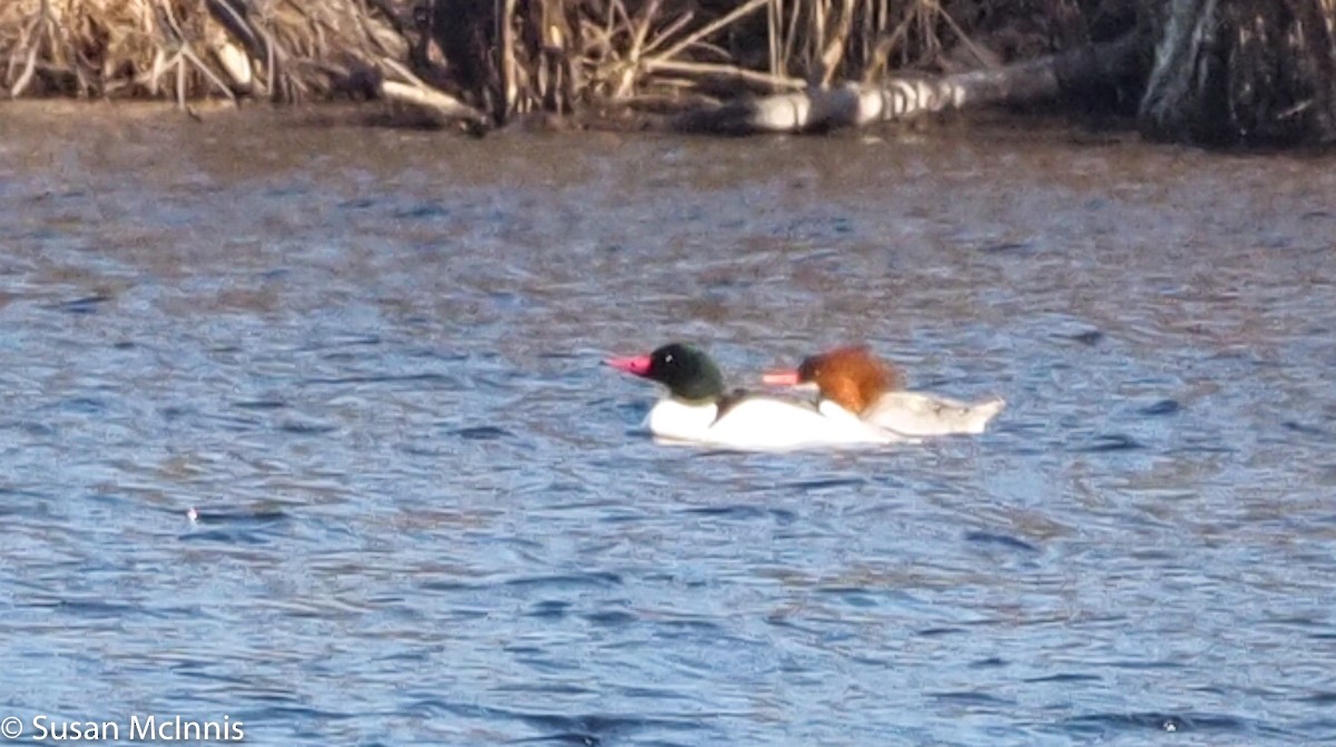 Common Merganser - Susan Mac