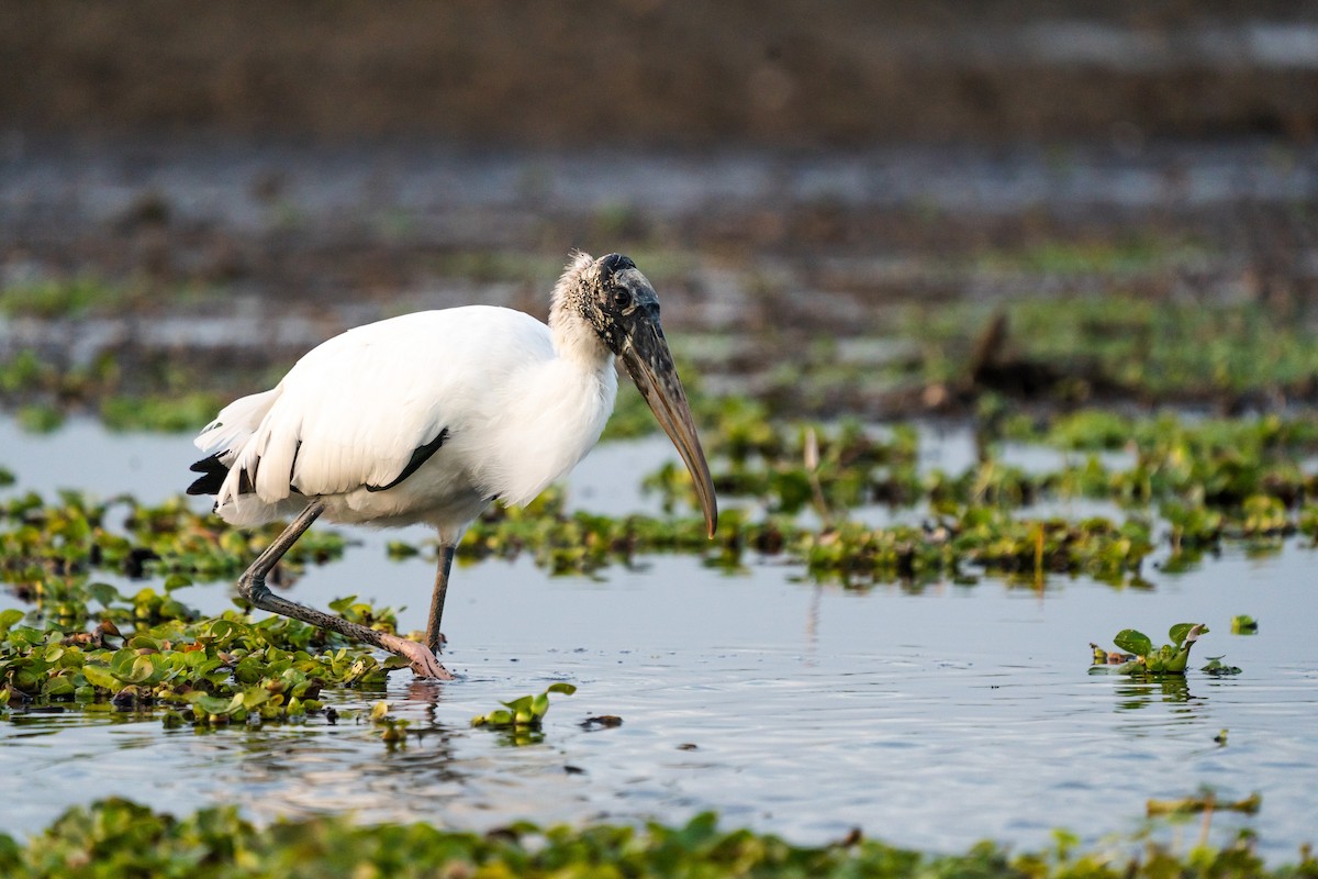 Wood Stork - Justin Bright