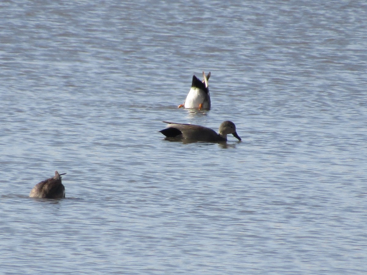 Gadwall - ML315372441