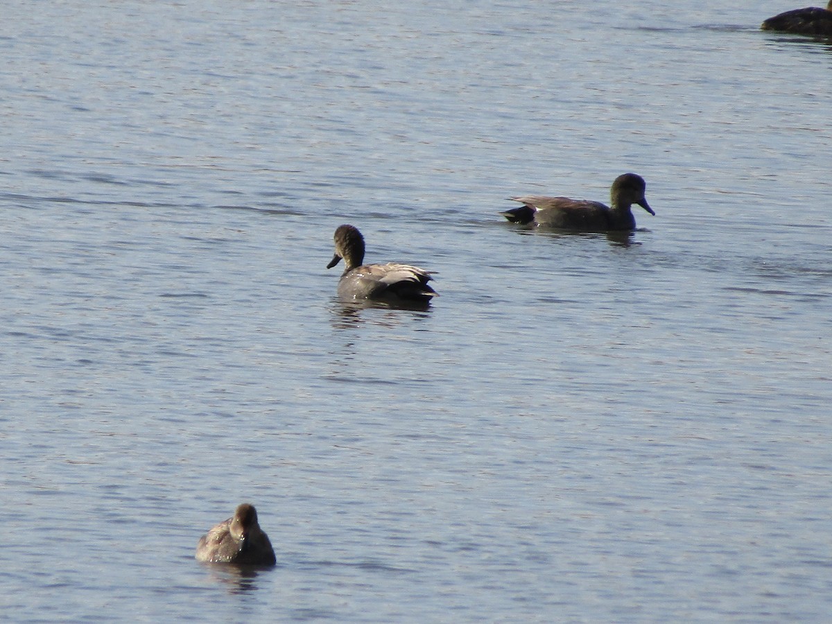 Gadwall - ML315372451