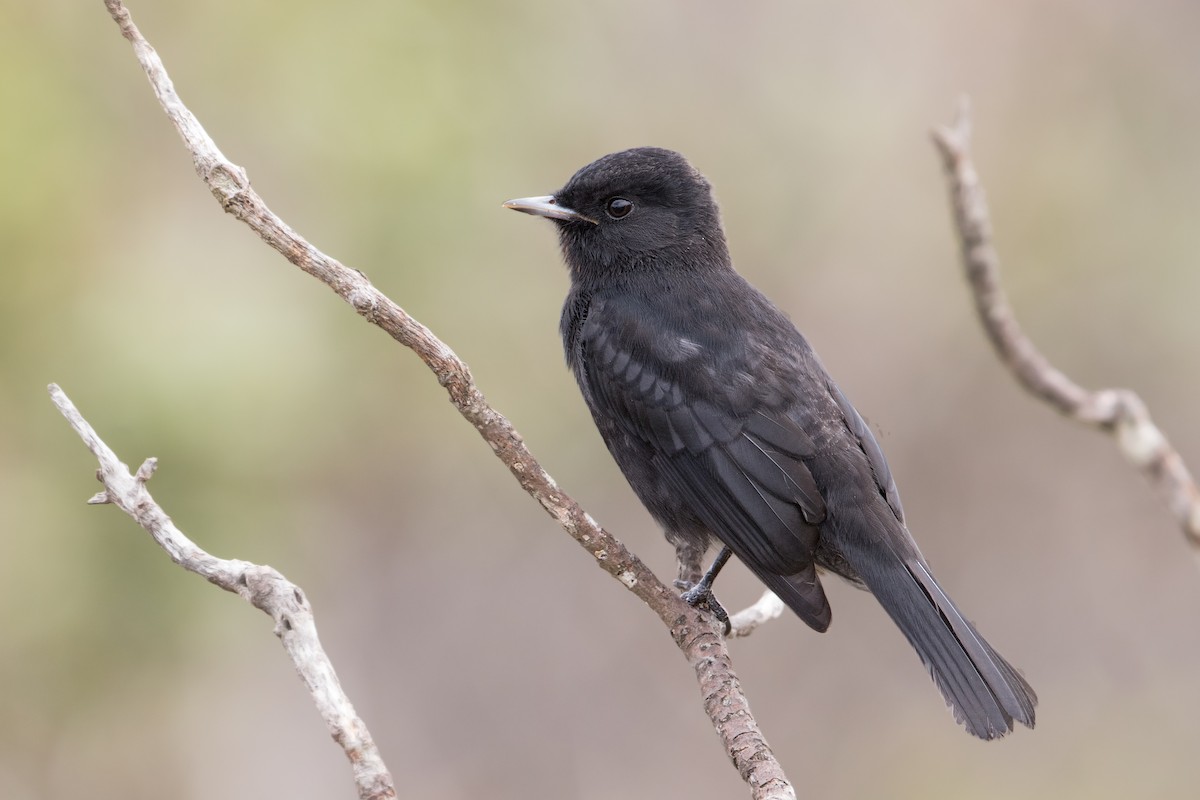 Velvety Black-Tyrant - Michel Gutierrez