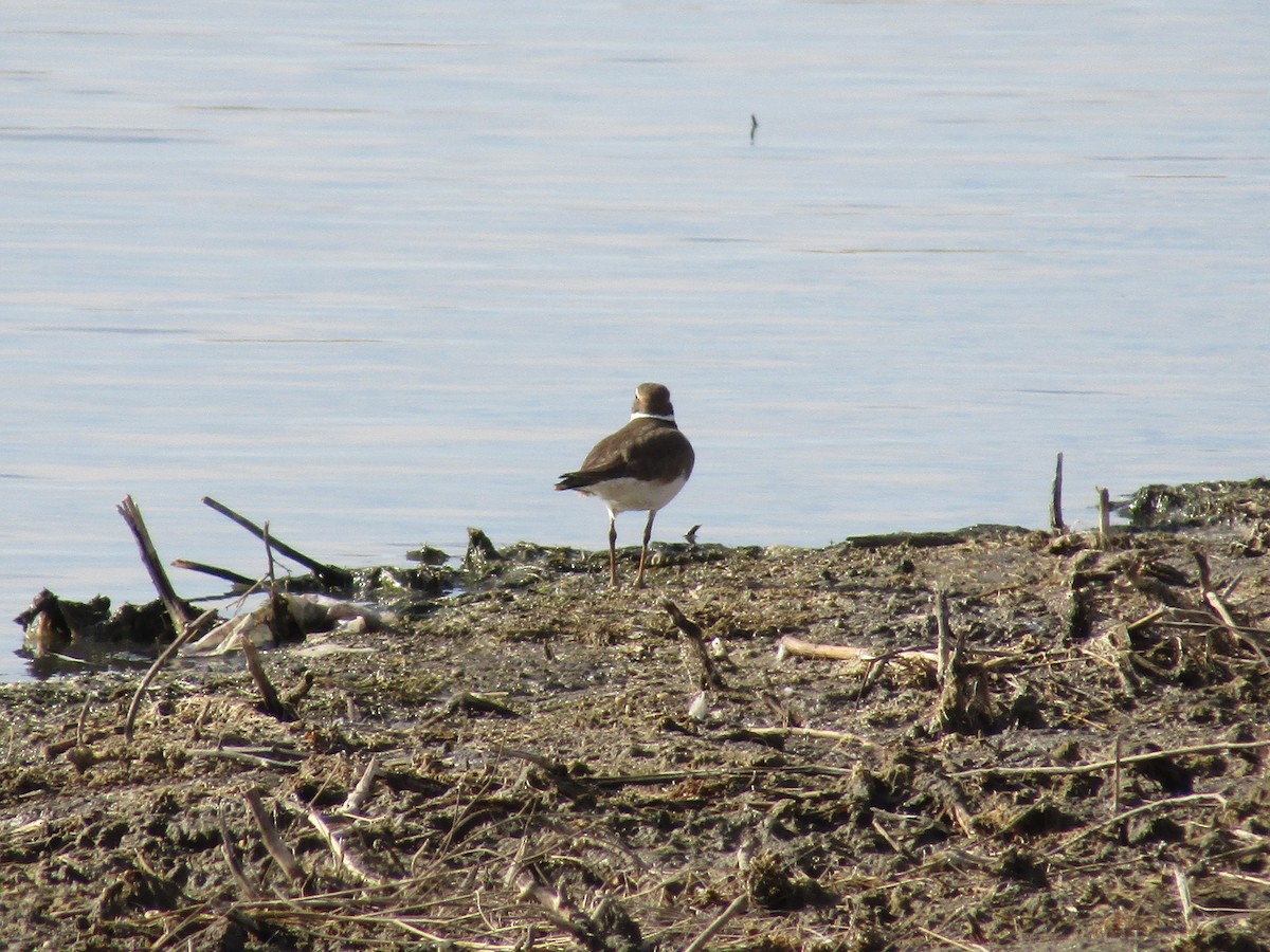 Killdeer - ML315372961