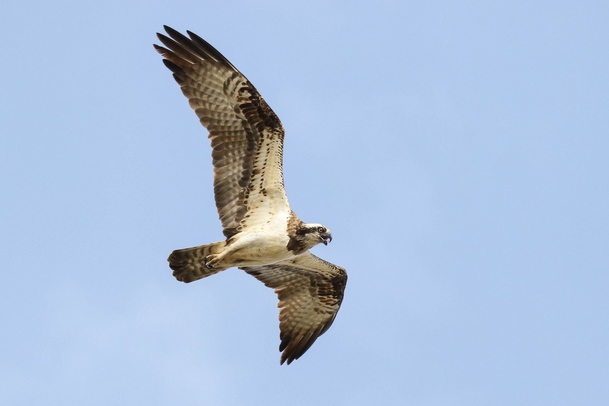 Águila Pescadora - ML315373161