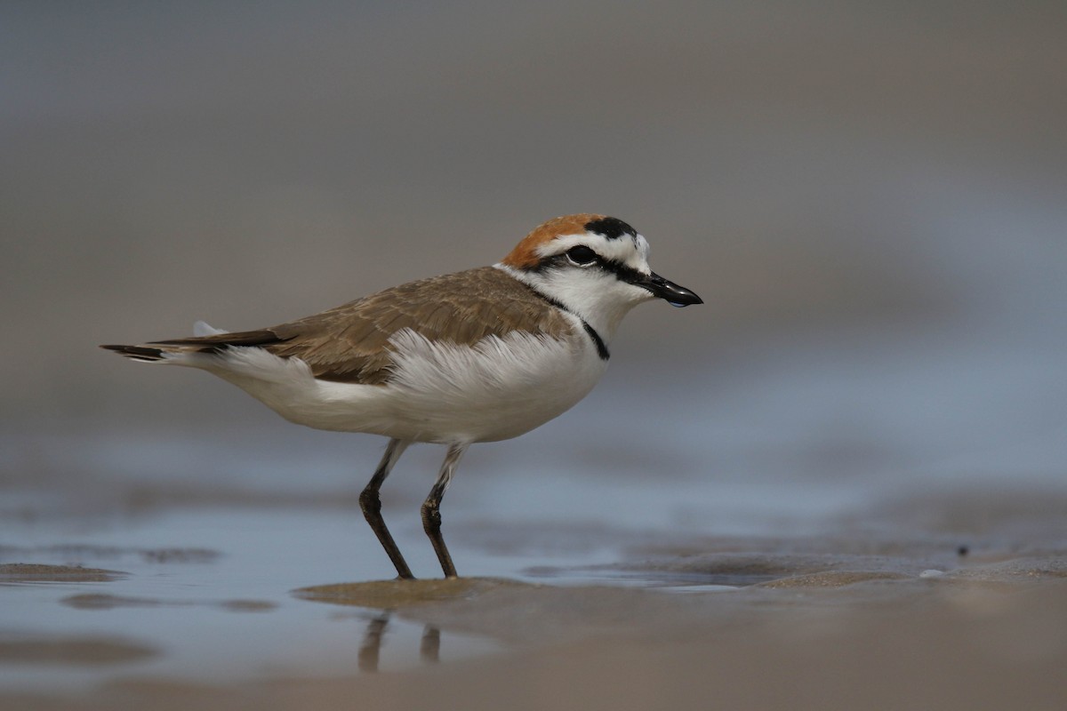 Kentish Plover - Amit Goldstein