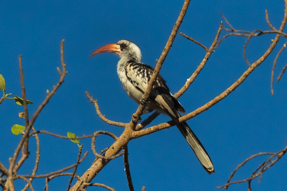 Western Red-billed Hornbill - ML315373661