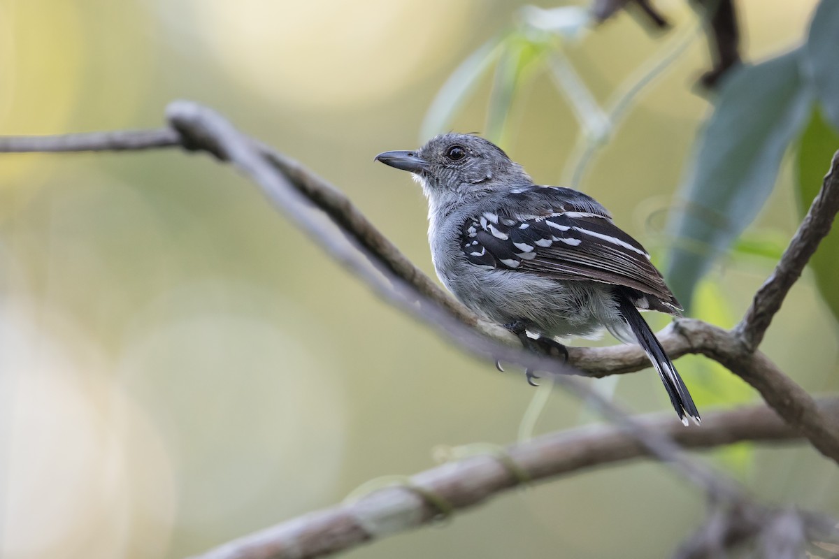 Planalto Slaty-Antshrike - Michel Gutierrez