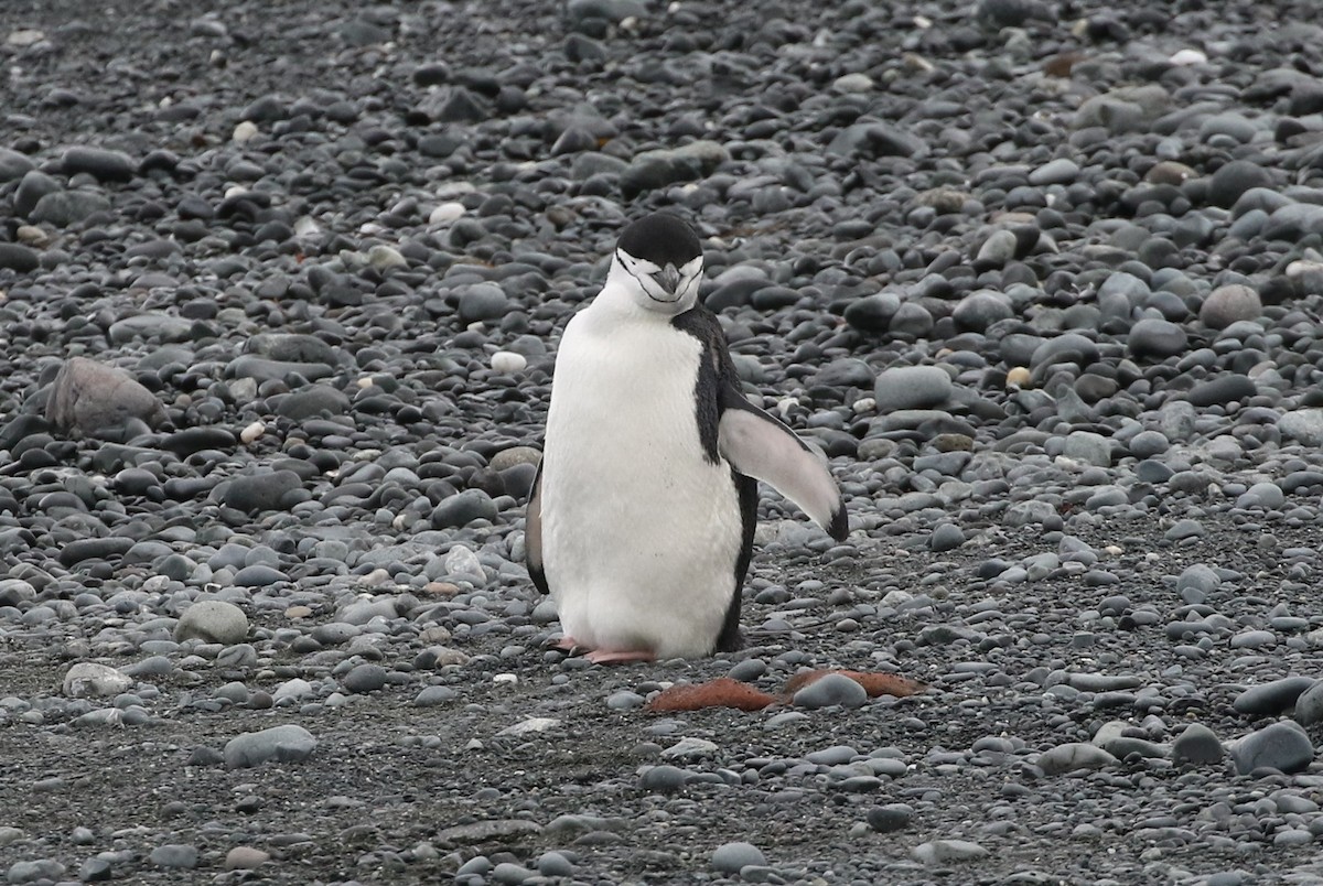 Антарктический пингвин - ML315375411