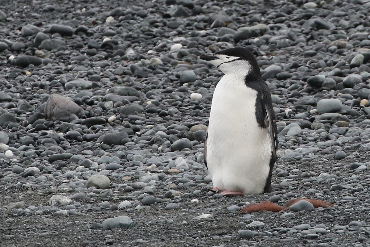 Пінгвін антарктичний - ML315375421