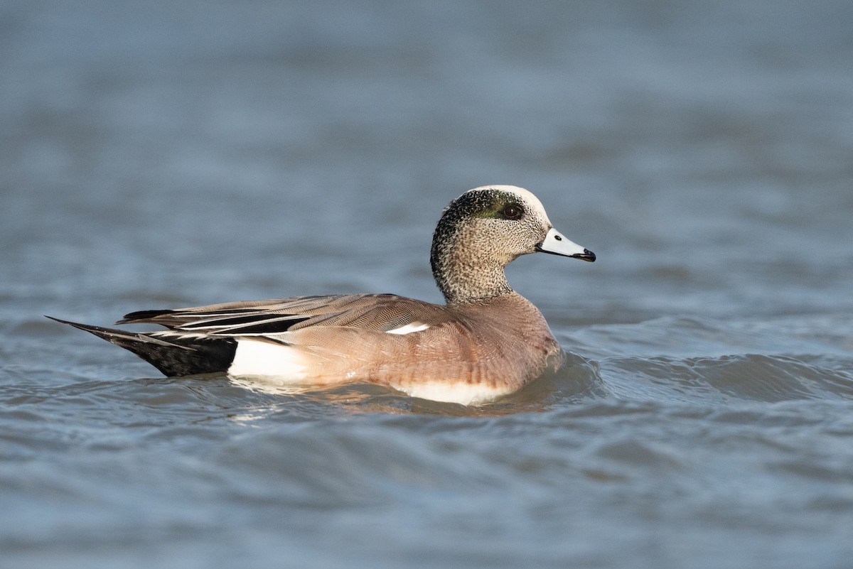 American Wigeon - ML315376921