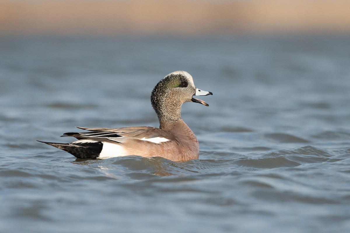American Wigeon - ML315376951