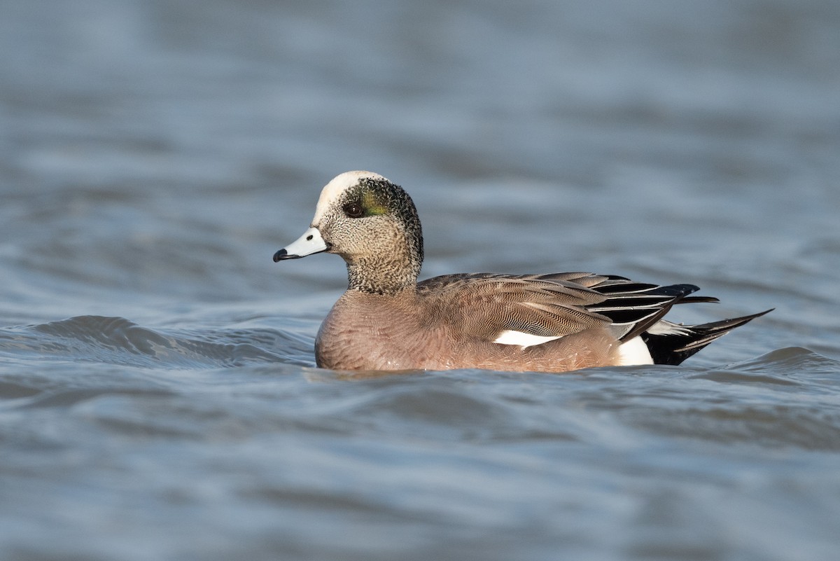 American Wigeon - ML315377081