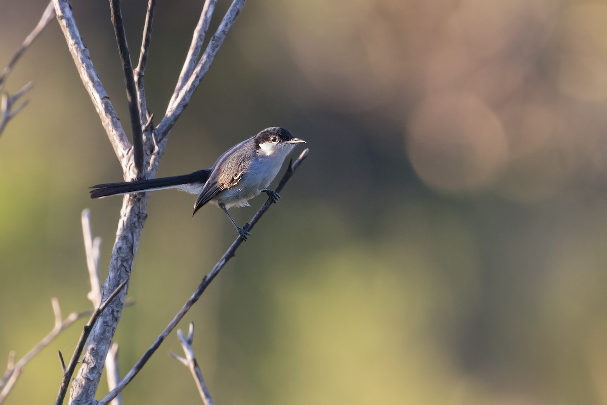 Tropical Gnatcatcher - ML315377871