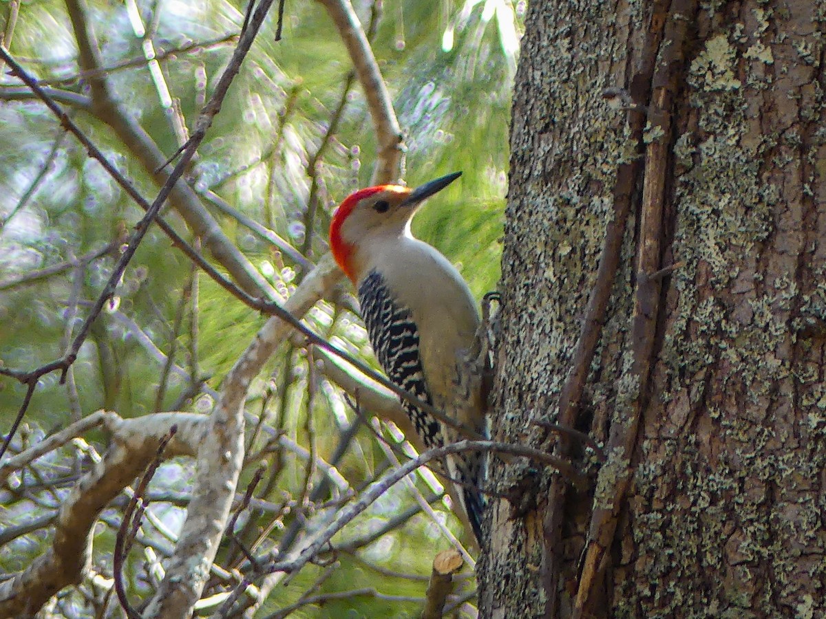 Red-bellied Woodpecker - ML315378181