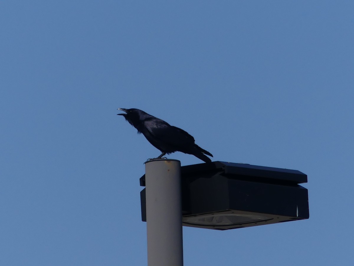 Fish Crow - ML315378271