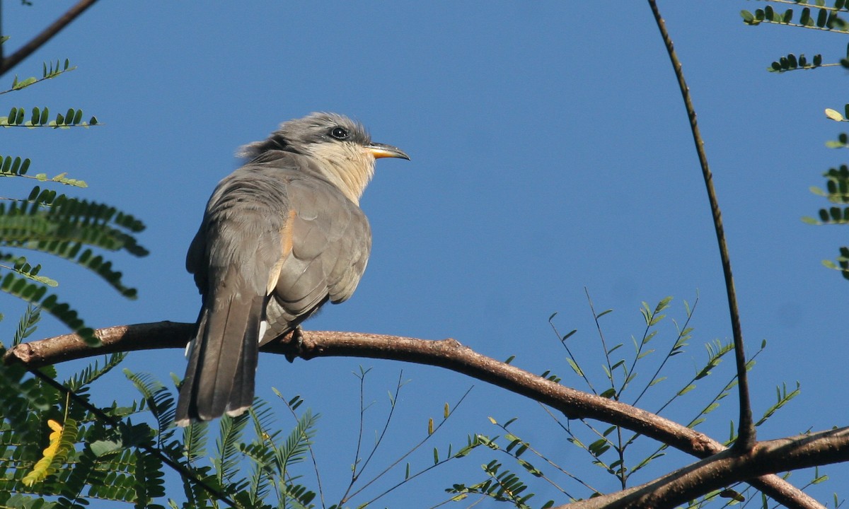 Mangrove Cuckoo - Chris Wood