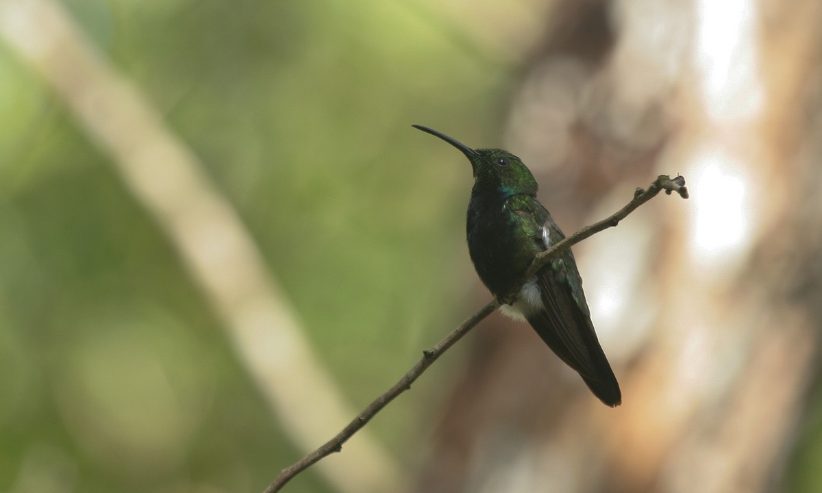 Hispaniolan Mango - Chris Wood