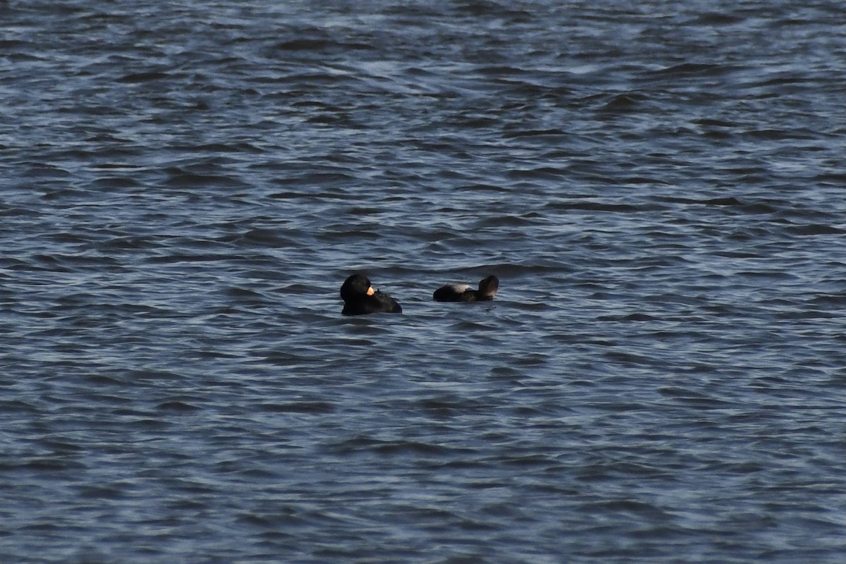 Black Scoter - Soph Hart