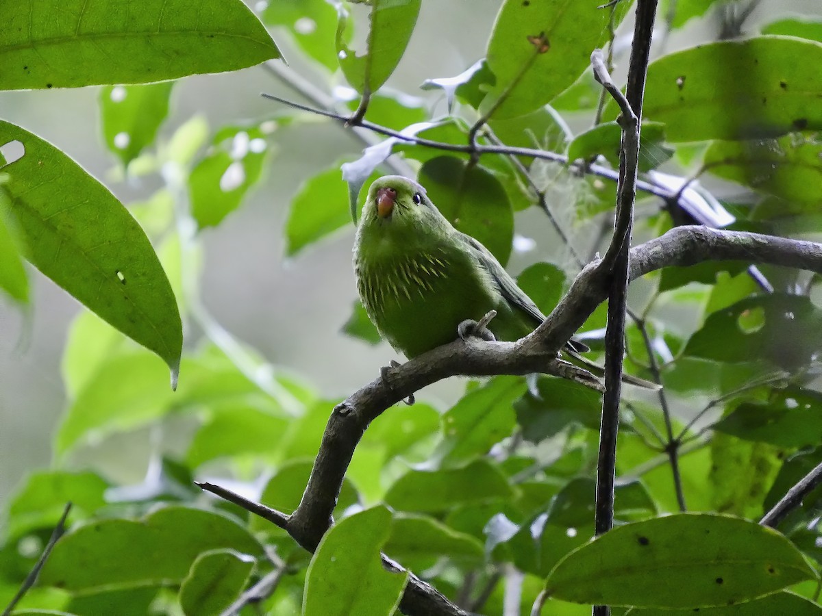 コシアカキスジインコ - ML315380771