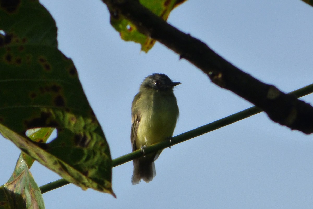 Slaty-capped Flycatcher - ML315380981