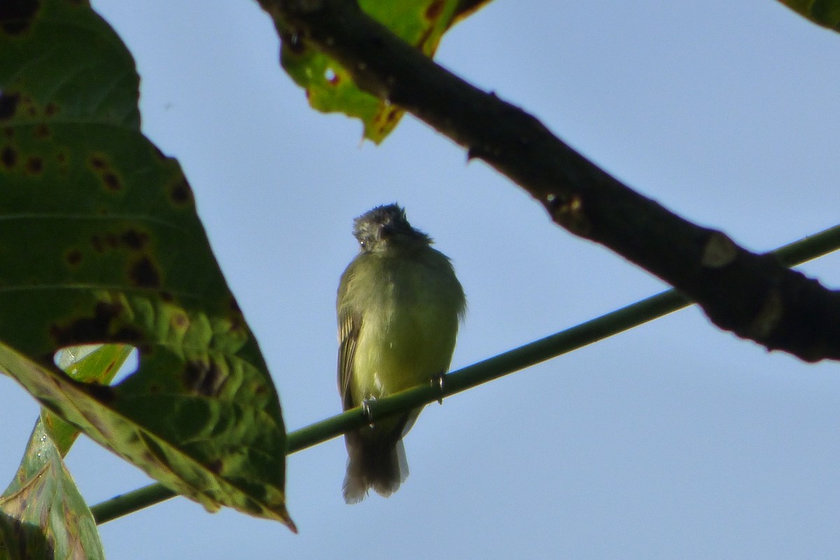 Slaty-capped Flycatcher - ML315381001