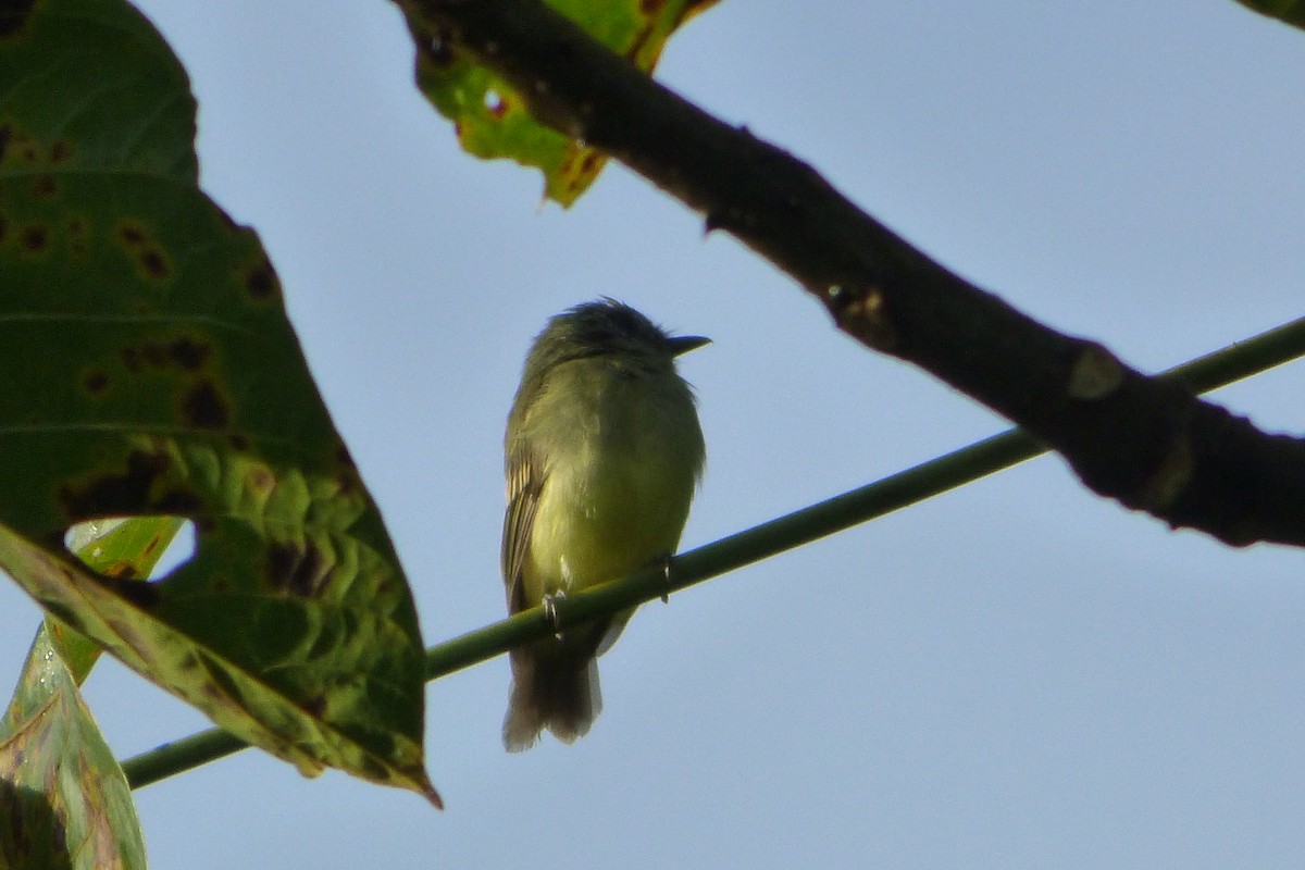 Slaty-capped Flycatcher - ML315381011