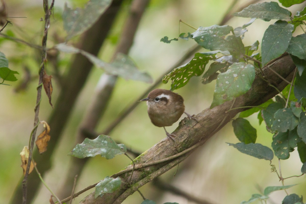 Mountain Wren - Natxo Areta