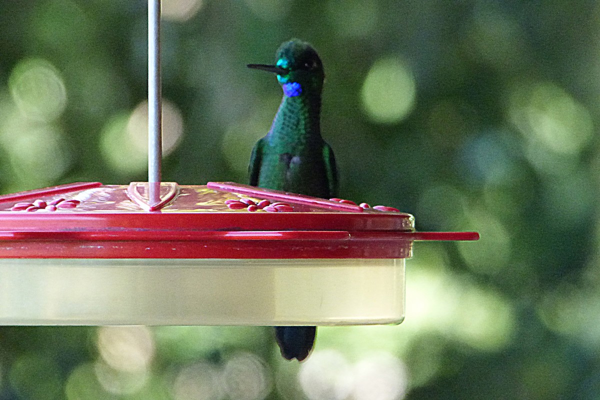 Green-crowned Brilliant - ML315381561