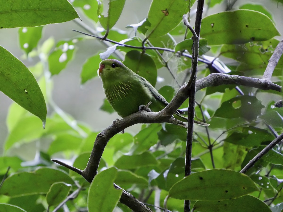 Pygmy Lorikeet - Mark Andrews