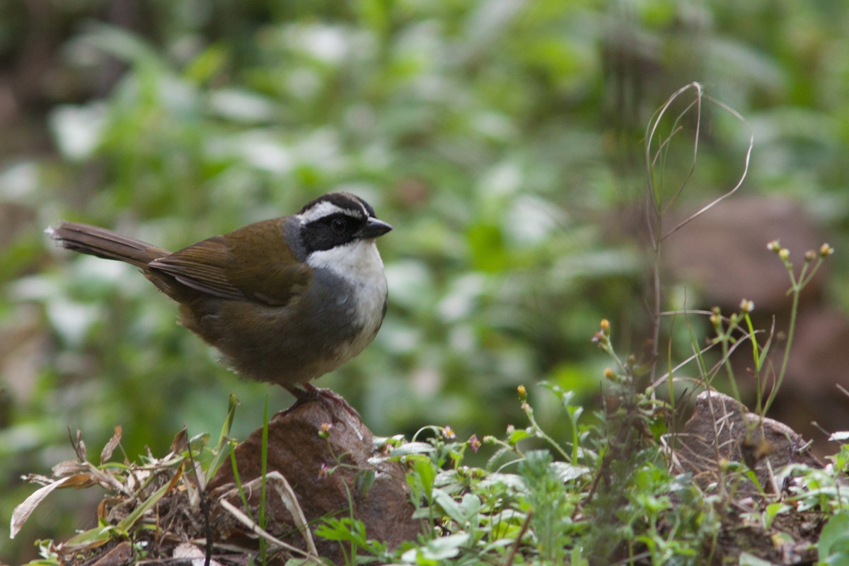 White-browed Brushfinch - ML31538191