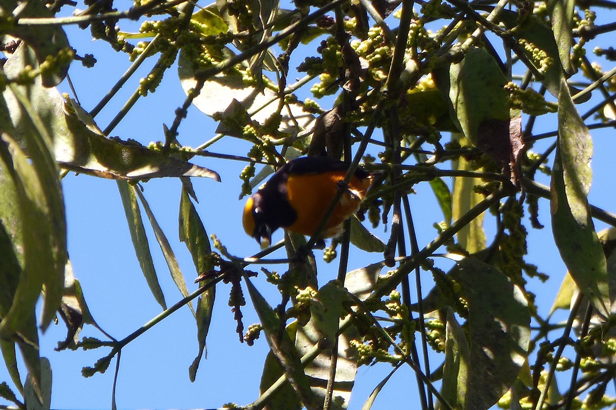 Orange-crowned Euphonia - ML315382071
