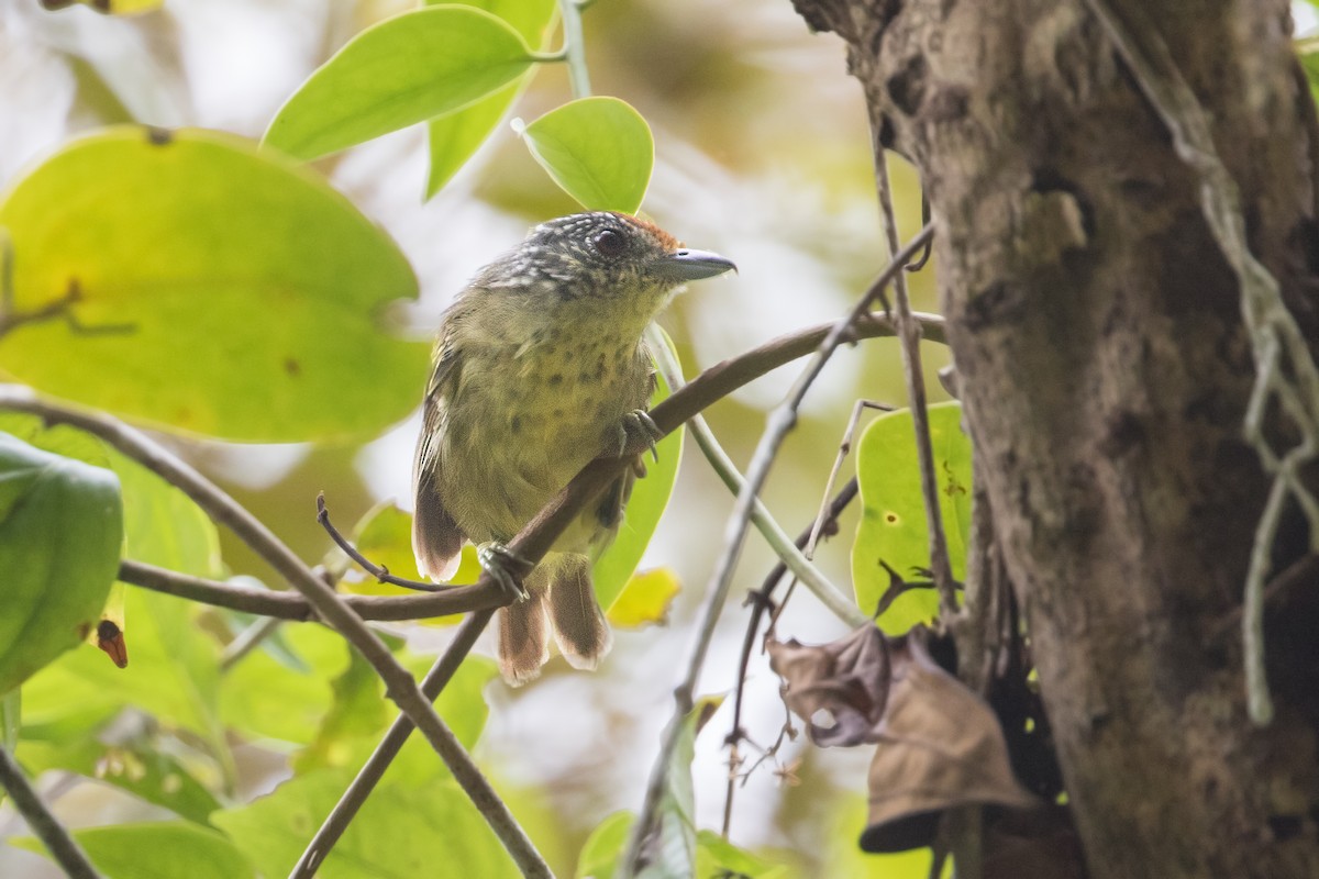 Spot-breasted Antvireo - Michel Gutierrez